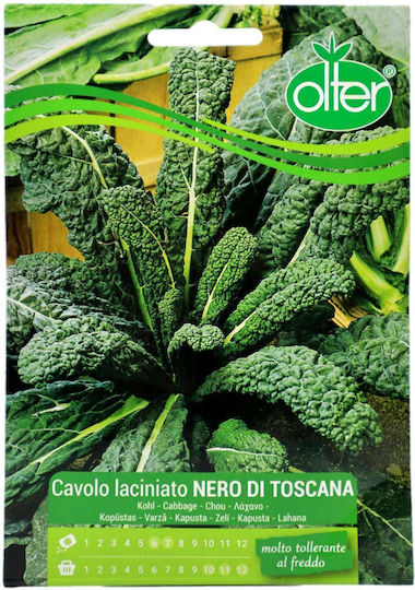 Semințe Varză Kale Nero Di Toscana Olter 1 Buc
