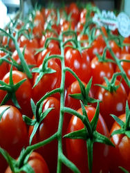 Saatgut Hybrid Tomatini Creativo F1 1000 Samen