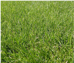 Festuca Fein Rasen Arundinacea 25 g