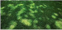 Gartenrasen Festuca Starlett 25 g