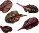 Beetroot Beet Bull's Blood Baby 10 Gr