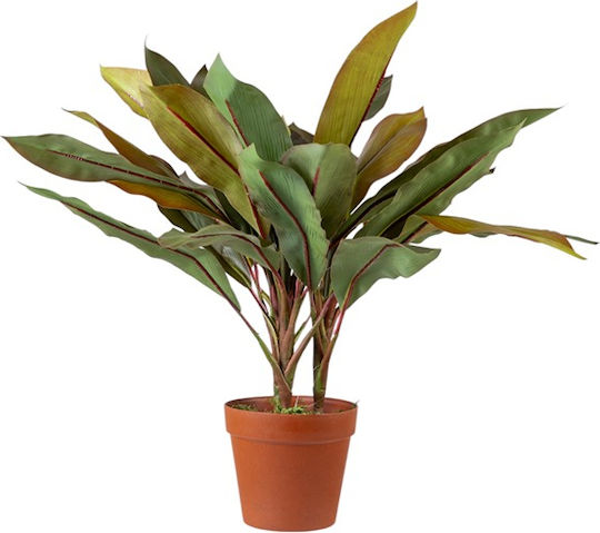 Фитокордилина Cordyline Fruticosa Растение в саксия Размер 60см