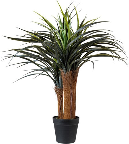 Yucca Plant 70cm Yucca Plant 70cm
