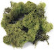 Icelandic Moss Light Green 1 Kg