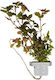 Ludwigia Palustris Super Red Clp