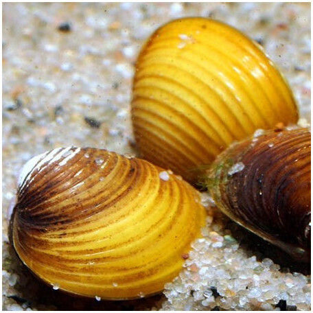 Mini Yellow Clam 1.5-2cm Freshwater