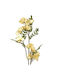 Art Et Lumiere Zweigstelle Blumen Beiges