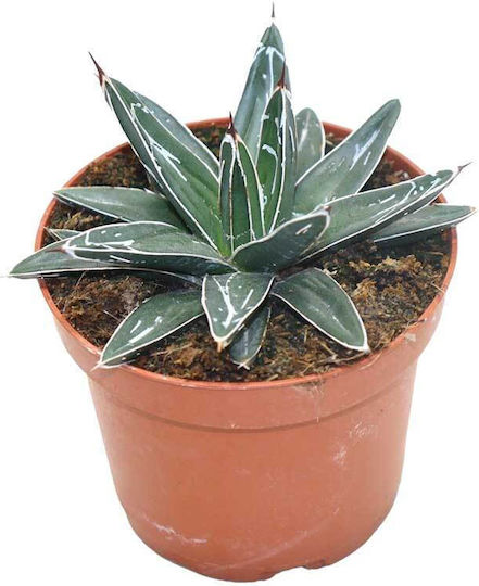 Agave Victoriae-reginae 8.5cm