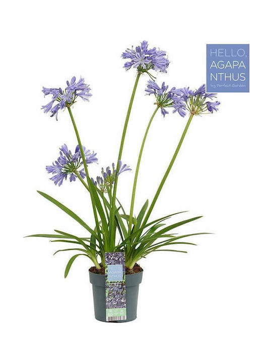Agapanthus 'charlotte' 14cm Agapanthus 'charlotte' 14cm