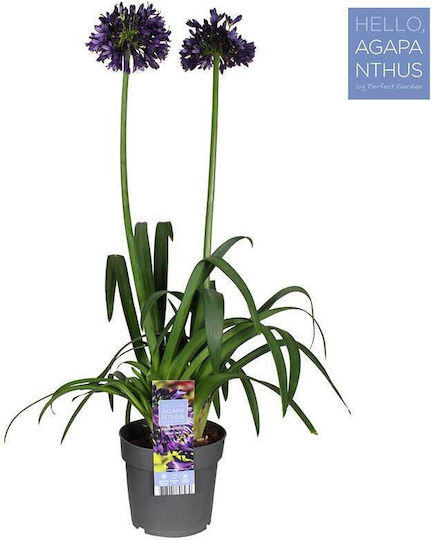 Agapanthus 'Blackjack' 23см