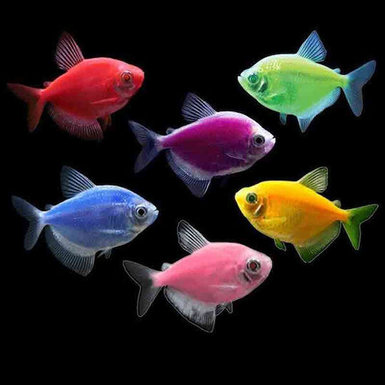 Gymnocorymbus ternetzi - Widow Tetra Colour Mix 2.5-3.5cm Ψάρι Ενυδρείου