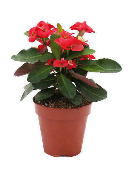 Oem Αγκάθι Του Χριστού Euphorbia Milii 3 Lt 20/40