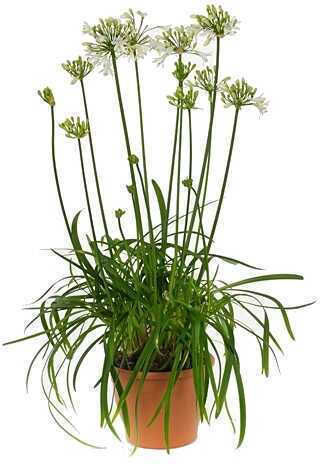 Oem Lily Of The Nile White 9 Lt 40/60