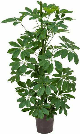 Oem Σεφλέρα Schefflera Arboricola 7 Lt 80/100
