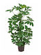 OEM Schefflera Arboricola 18 Lt 175/200