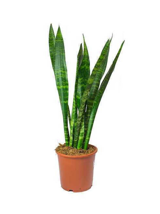 Oem Sansevieria Schwarzer Koralle 1.3 Lt 20/40