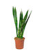 Oem Sansevieria Schwarzer Koralle 1.3 Lt 20/40