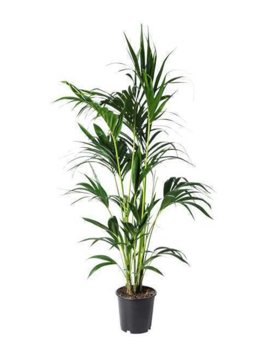 Oem Κέντια Howea Forsteriana 5 Lt 175/200 Oem Κέντια Howea Forsteriana 5 Lt 175/200