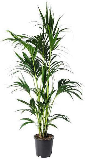 Oem Kentia Howea Forsteriana 5 Лт 175/200 Oem Kentia Howea Forsteriana 5 Лт 175/200