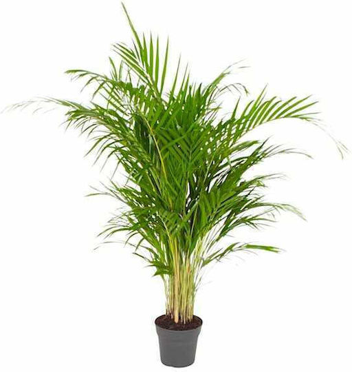 Oem Areca Dypsis Lutescens 5 L Pot 100/125