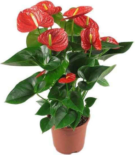 Oem Anthurium Andraeanum 3 Lt 60/70