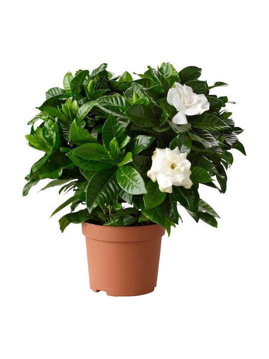 Oem Γαρδένια Gardenia Jasminoides 35 Lt 80/100 Oem Γαρδένια Gardenia Jasminoides 35 Lt 80/100