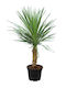 Oem Δράκαινα Πράσινη Ή Κορδελίνη Cordyline Australis Φυτό 35 Lt 175/200