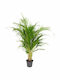 Oem Areca Dypsis Lutescens 4 Lt 80/100