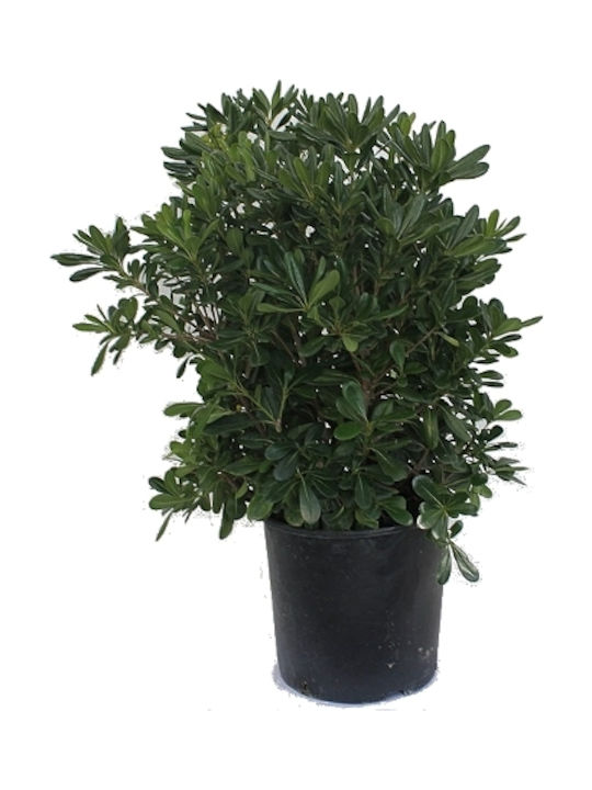 Oem Αγγελική Κοινή Πιττόσπορο Θάμνος 25 Lt 100/125