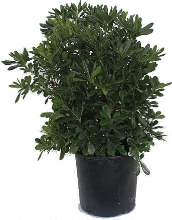 Oem Αγγελική Κοινή Πιττόσπορο Θάμνος 25 Lt 100/125