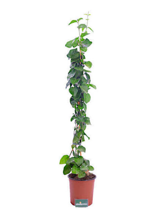 Oem Iasomie Arabă Jasminum Sambac 2 Lt 40/60
