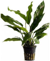 Aquaflora Anubias Minima Pot