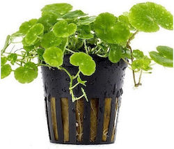 Aquaflora Hydrocotyle Leucocephala Plant