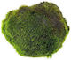 Aquaflora Cladophora Aegagropila Xl 5-7cm