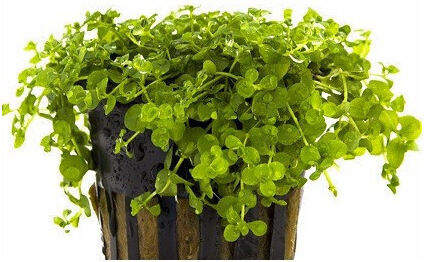 Aquaflora Micranthemum Sp Monte Carlo Pot