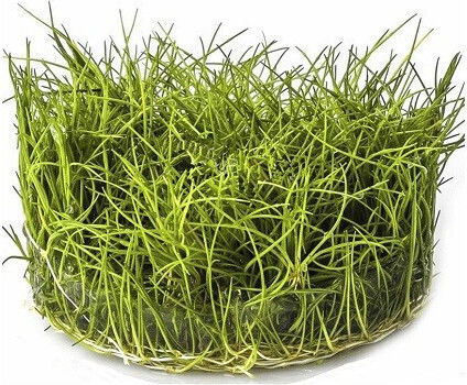 Aquaflora Eleocharis Sp Minima In Vitro Cup