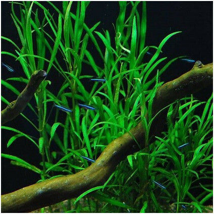 Hygrophila Corybosa Lacustris Pflanze