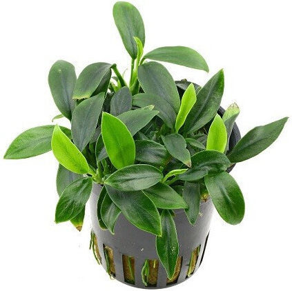 Aquaflora Anubias Βarteri Var Nana Topf