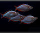 Μελανοταινία Praecox Neon Dwarf Rainbow 3cm