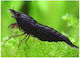 Γαρίδα Black Choco 1.5-2cm