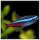 Neon Tetra Paracheirodon Innesi 1.5-2cm