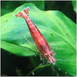 Γαρίδα Red Cherry Shrimp 1 5-2cm Γαρίδα Red Cherry Shrimp 1 5-2cm