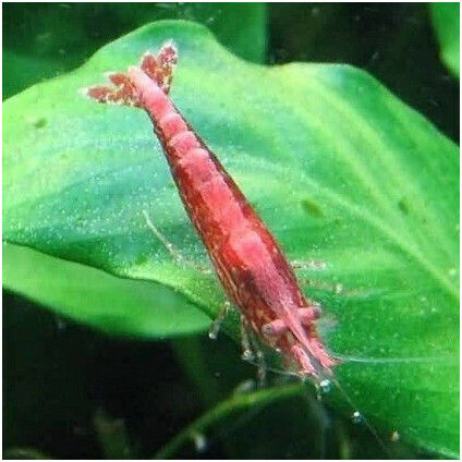 Red Cherry Garnelen 1 5-2cm