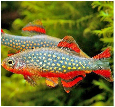 Microrasbora Galaxy Danio Margaritatus 2cm