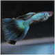 Guppy Blue Moscow Male 3cm