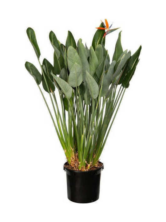 Oem Strelitzia Reginae 9 Лт 60/80