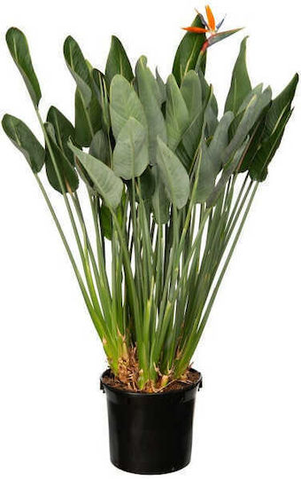 Oem Στρελίτσια Ή Στερλίτσια Strelitzia Reginae 9 Lt 60/80