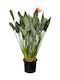 Oem Στρελίτσια Ή Στερλίτσια Strelitzia Reginae 20 Lt 80/100