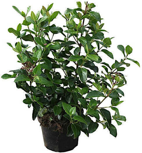 Oem Viburnum Tinus 10 Lt 80/100 Oem Viburnum Tinus 10 Lt 80/100