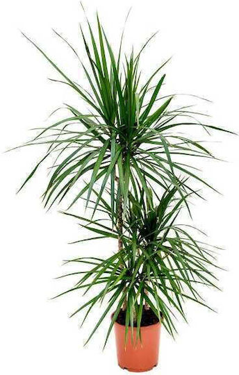 Oem Dracaena Marginata Mартζινάτα 15 Lt 150/175